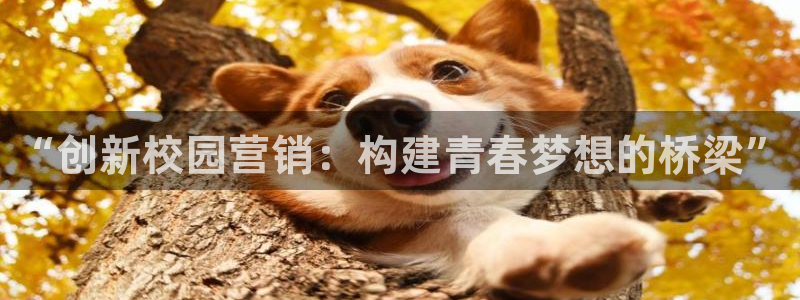 必赢516net怎么进